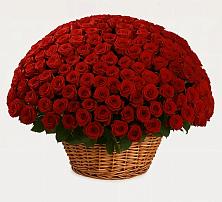 Премиум букет из: Розы #REPLACE_PRED# Ясной